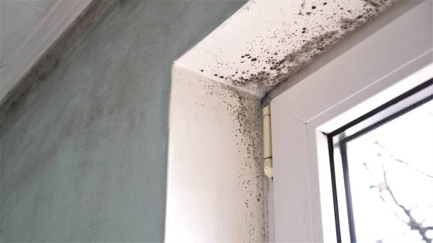 Best Mold Remediation for Specific Building Types in Morehead City, NC