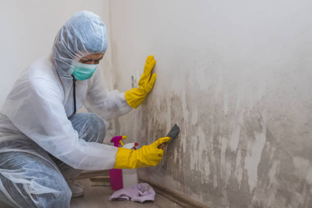 Best Basement Mold Remediation in Morehead City, NC