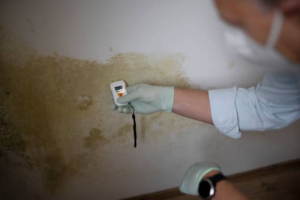 Best Mold Remediation for Specific Building Types in Morehead City, NC