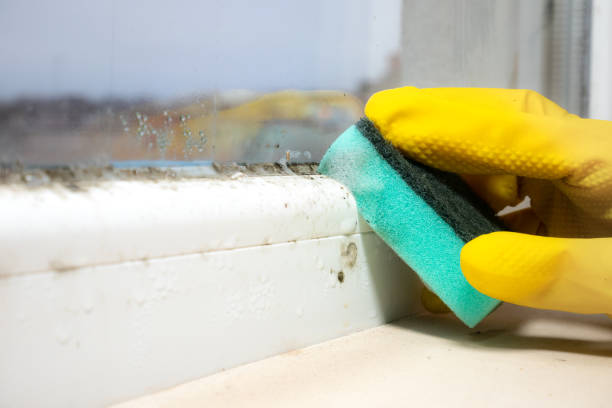 Best Commercial Mold Remediation in Morehead City, NC